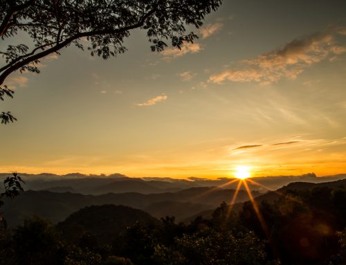 Self-Employment and the NDIS